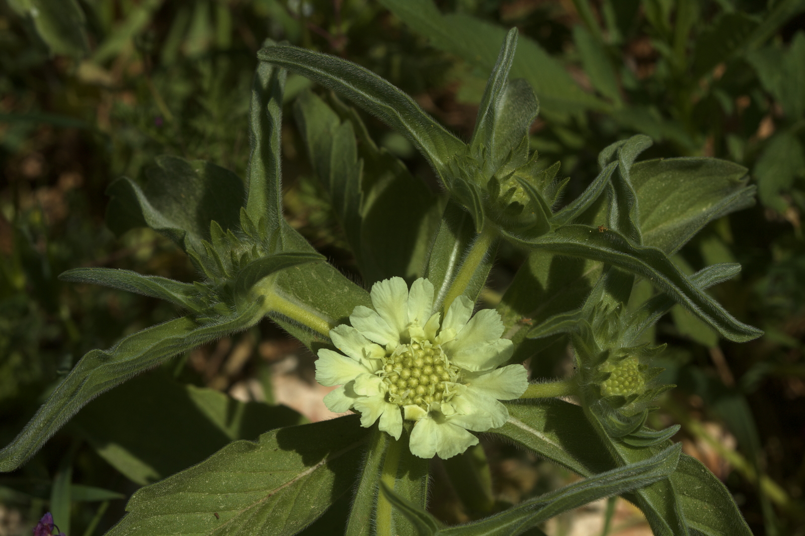 Scabiosa prolifera (Dipsacaceae)