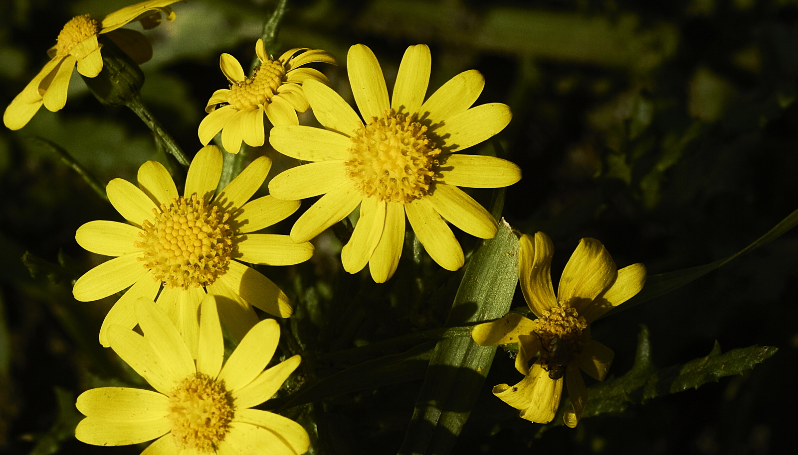 Senecio vernalis (Asteraceae)
