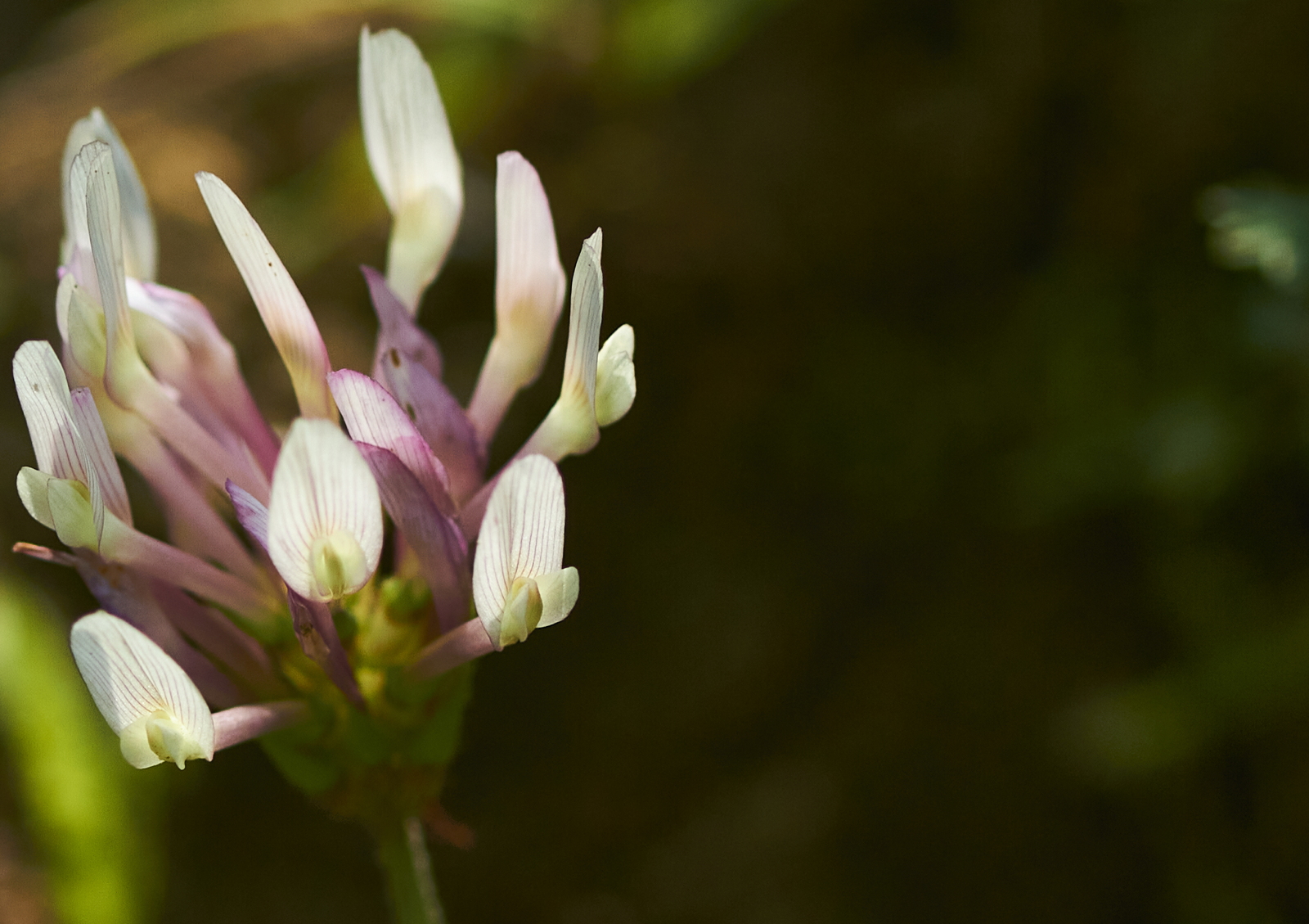 Trifolium clypeatum (Papilionaceae/Fabaceae)