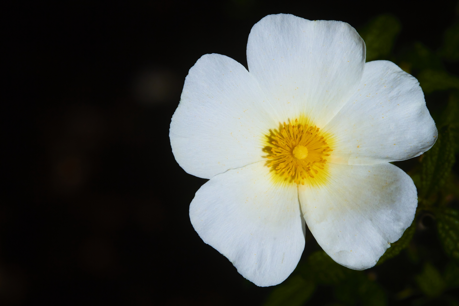10 – Cistus salviifolius (Cistaceae), Israel