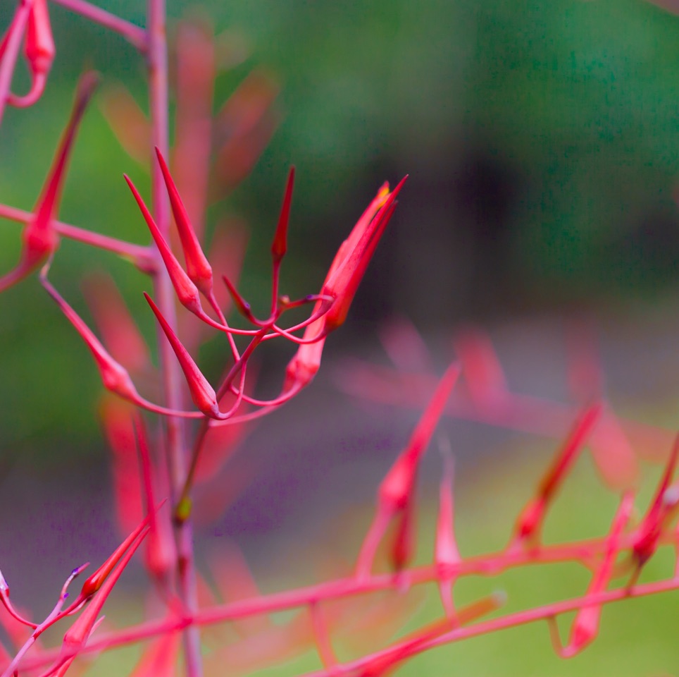 2 – Pitcairnia geyskesii (Bromeliaceae), French Guiana