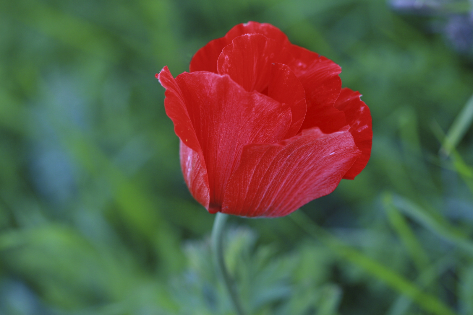 11 – Anemone coronaria (Ranunculaceae), Israel