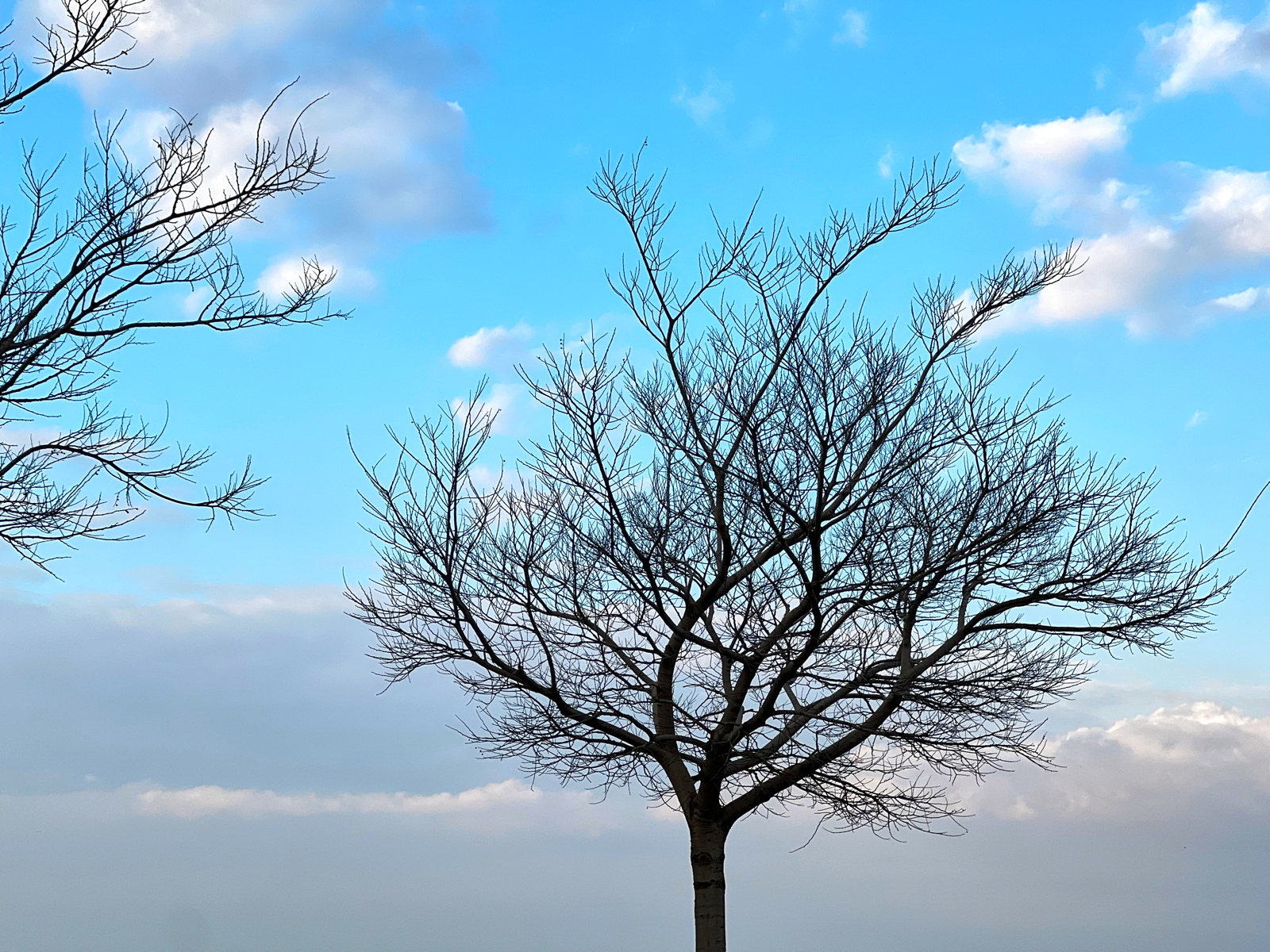 1 – Tree in winter