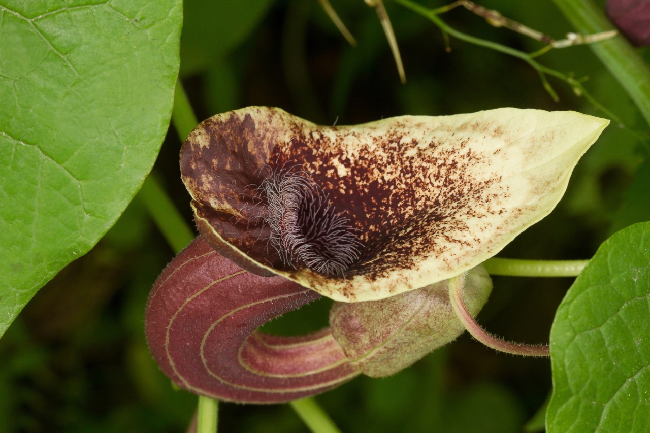 4 – Aristolochia pontica  (Aristolochiaceae), Turkey