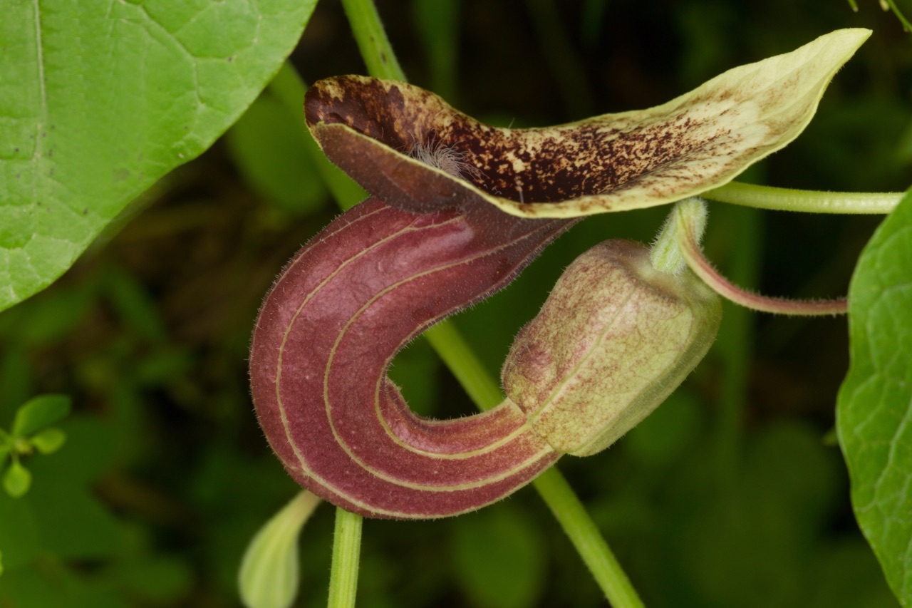 3 – Aristolochia pontica  (Aristolochiaceae), Turkey