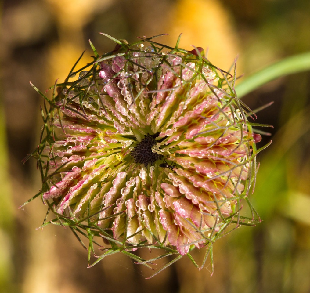 6 – Artedia squamata (Apiaceae), Israel