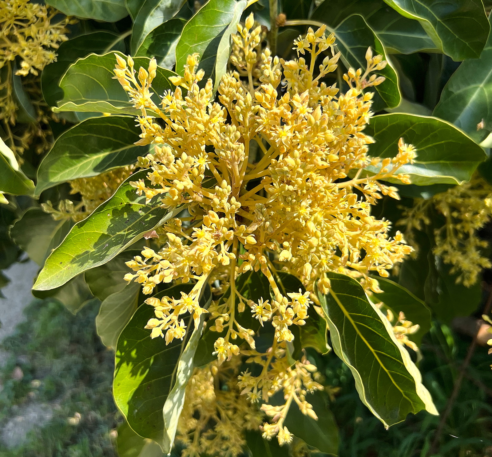 18 – Flower of avocado tree Persea americana, Israel