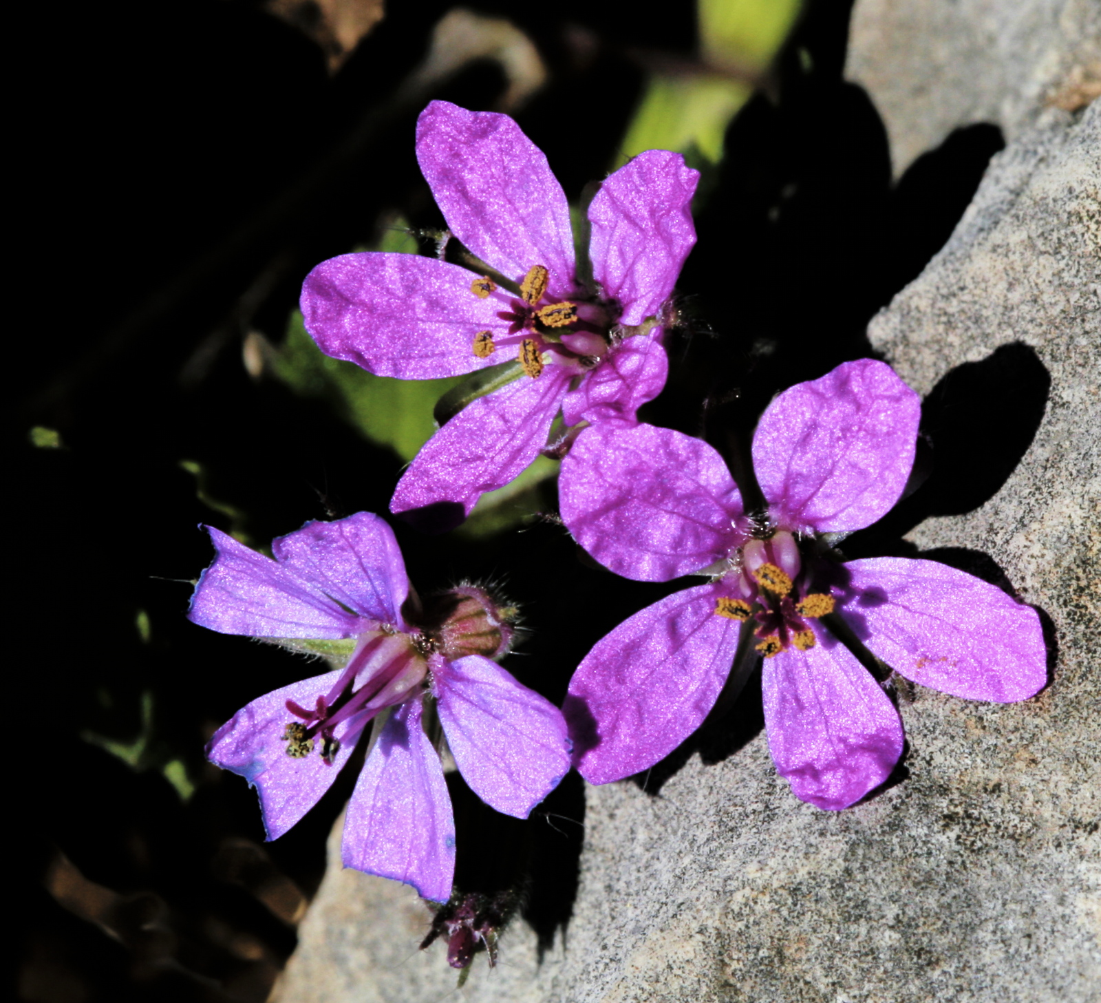 7 – Erodium malacoides (Geraniaceae), Israel