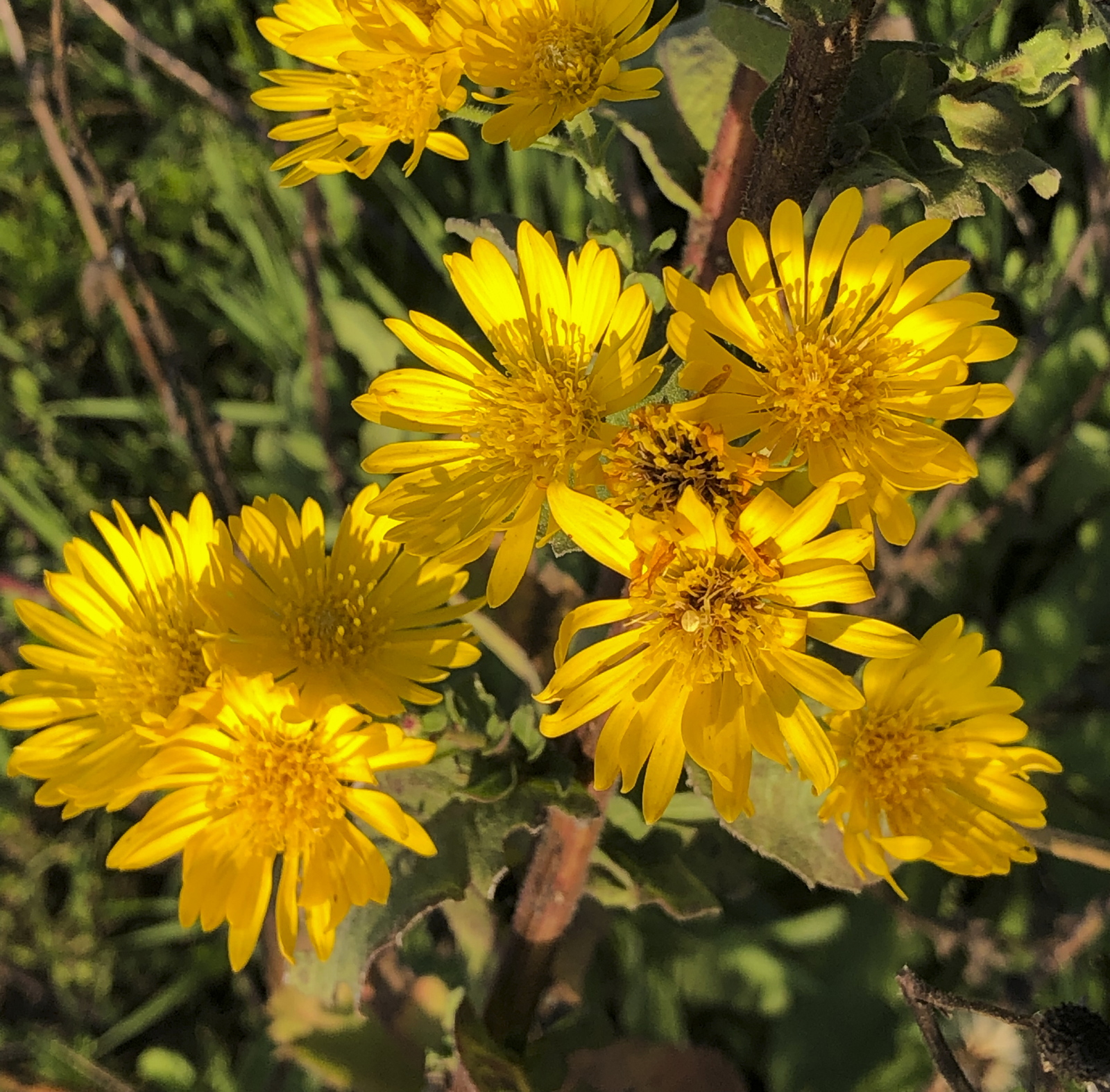 9 – Heterotheca (Inula) subaxillaris (Asteraceae), Israel