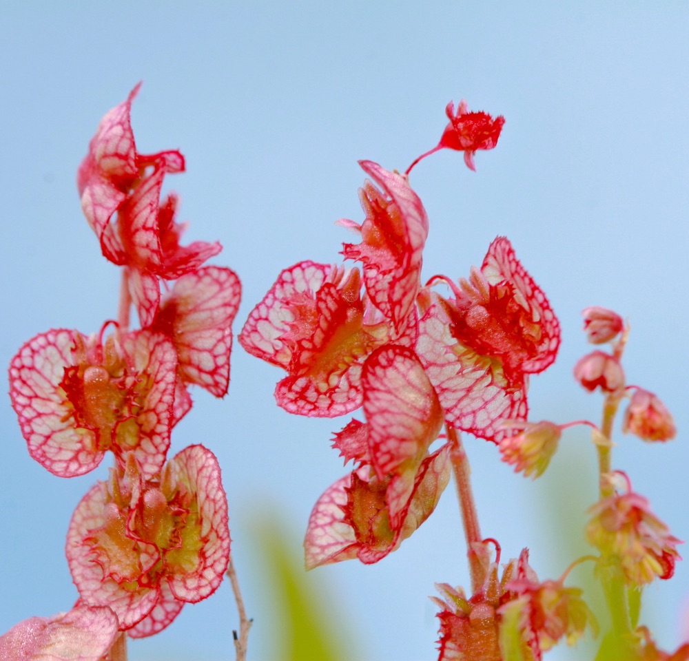 14 – Rumex vesicarius (Polygonaceae), Israel