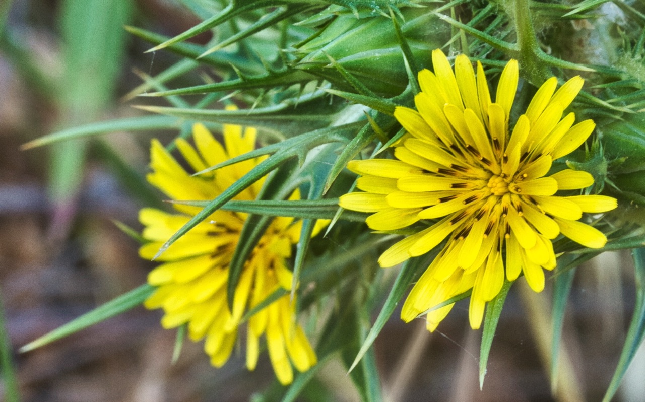 22 – Scolymus maculatus (Asteraceae), Israel