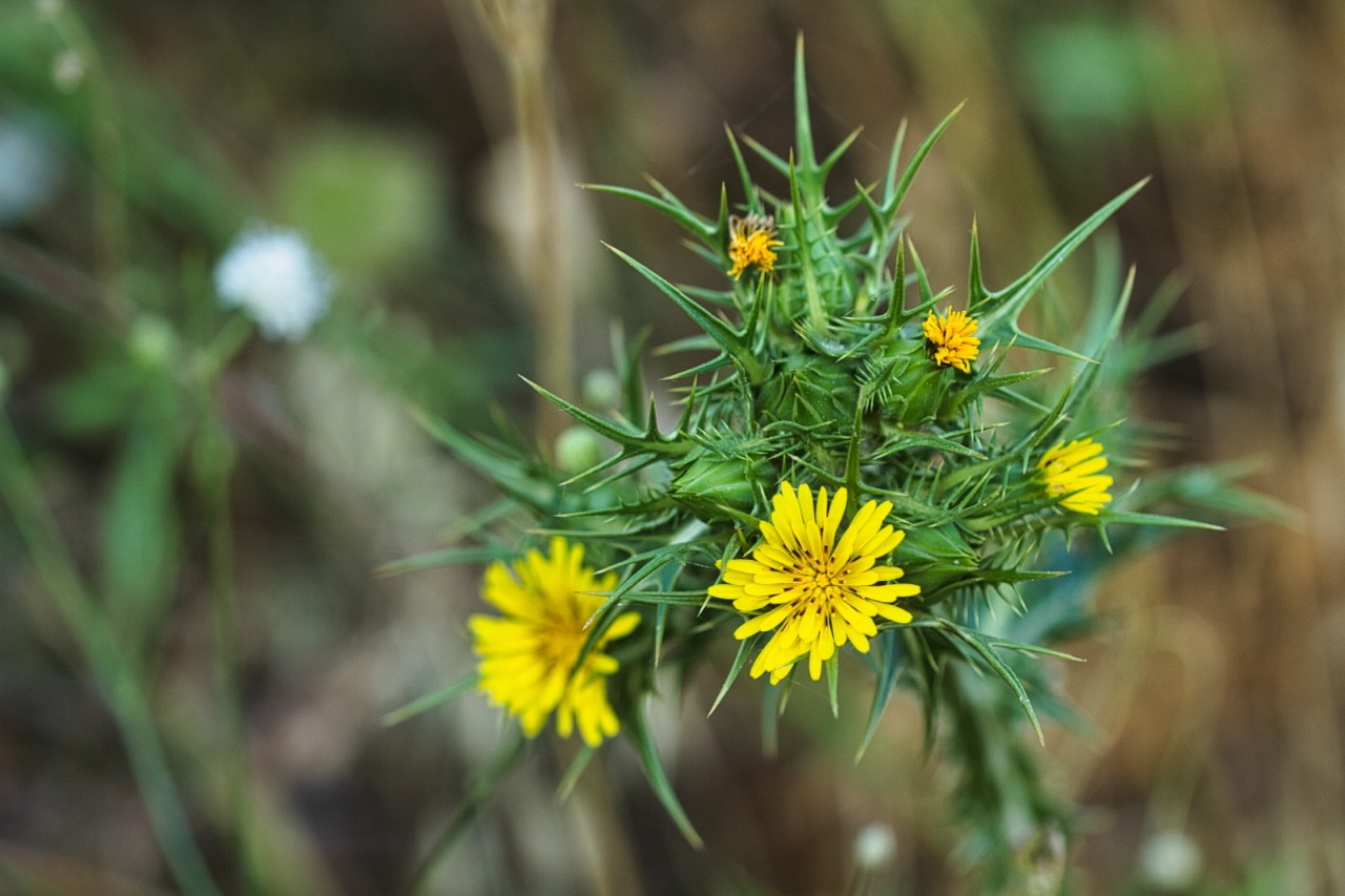 21 – Scolymus maculatus (Asteraceae), Israel
