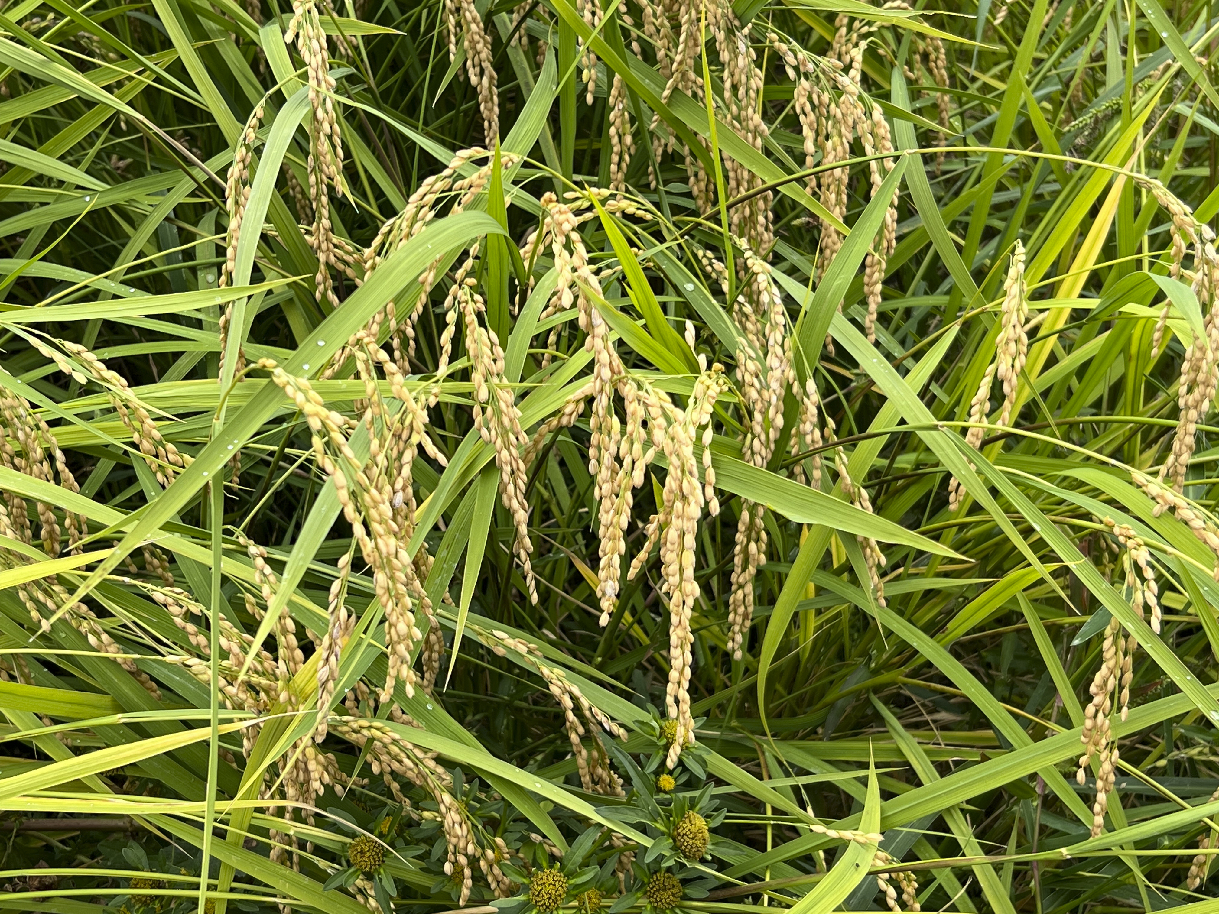 16 – Lake Kizaki, Japan