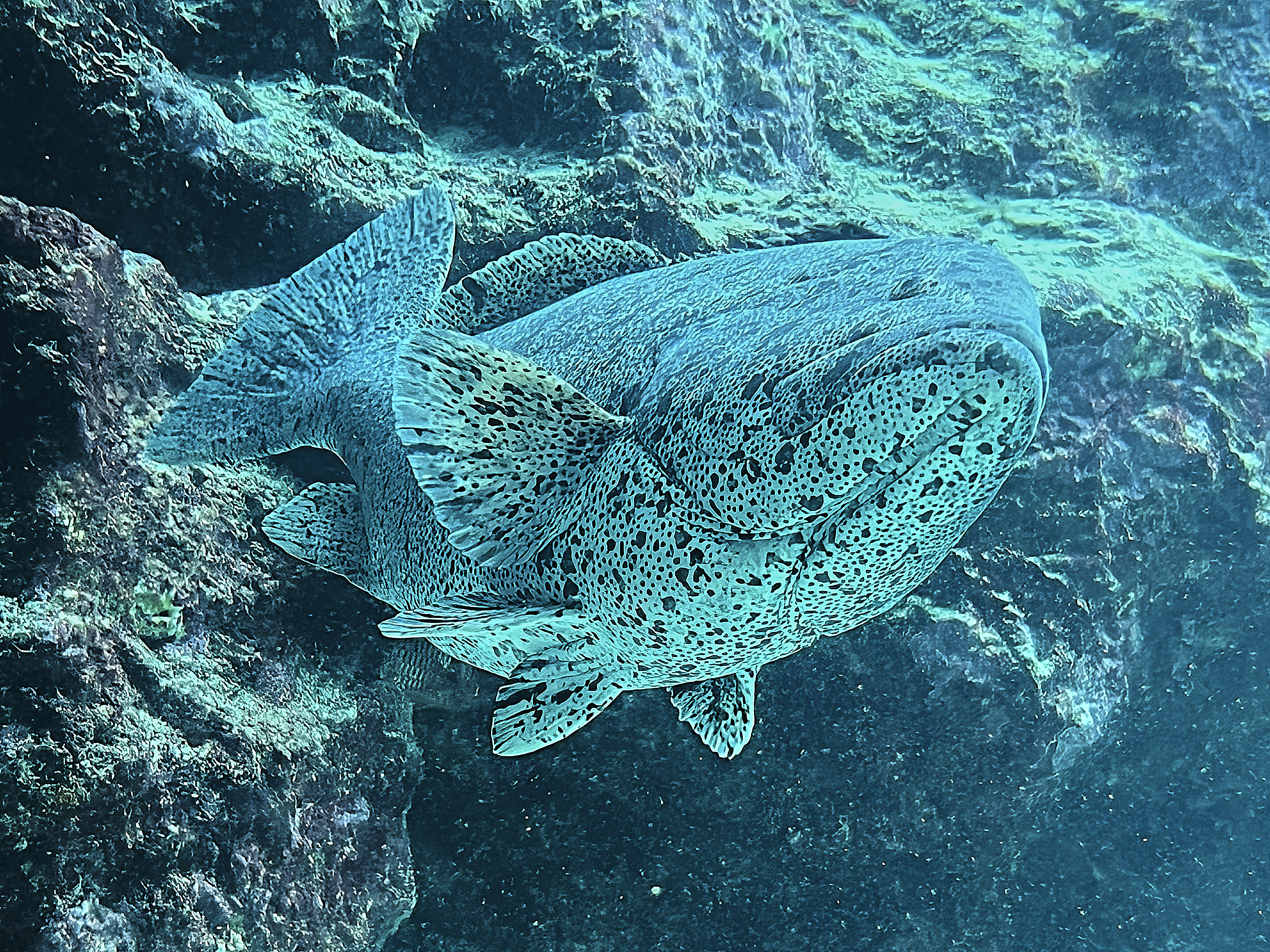 14 – Gigantic but beautiful