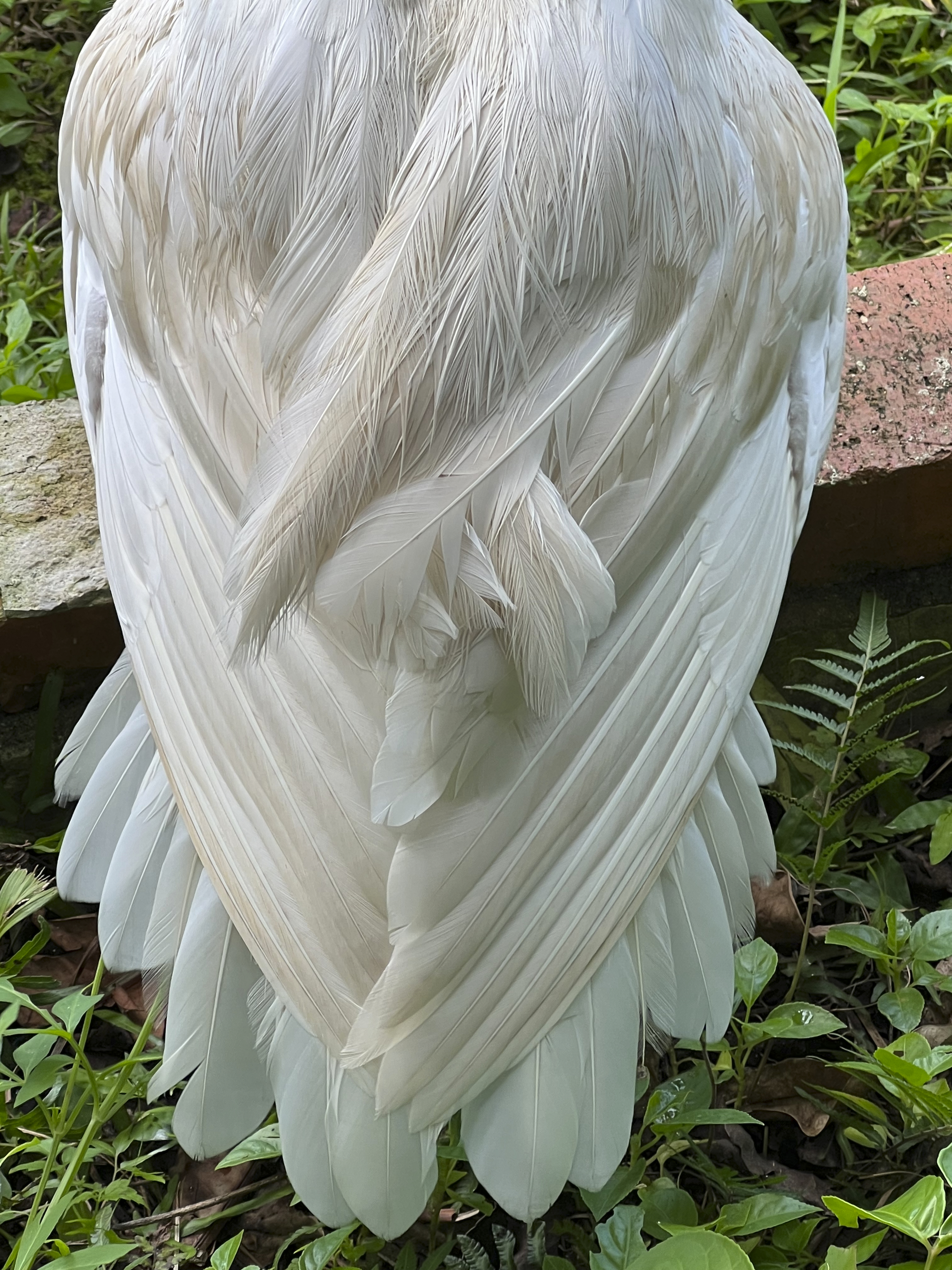 17 – Beautiful, even from the back