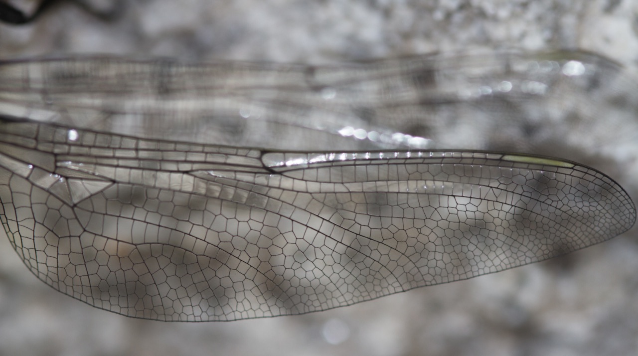 13 – Wing of a dragonlfy