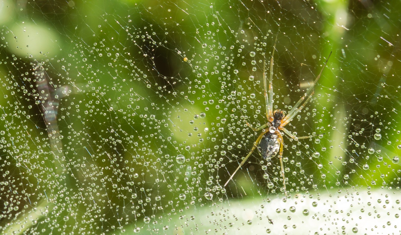 3 – Spider of the dawn