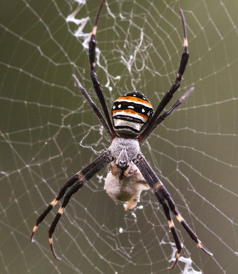 2 – Argiope keyserlingi (Araneidae), St Andrew's Cross spider