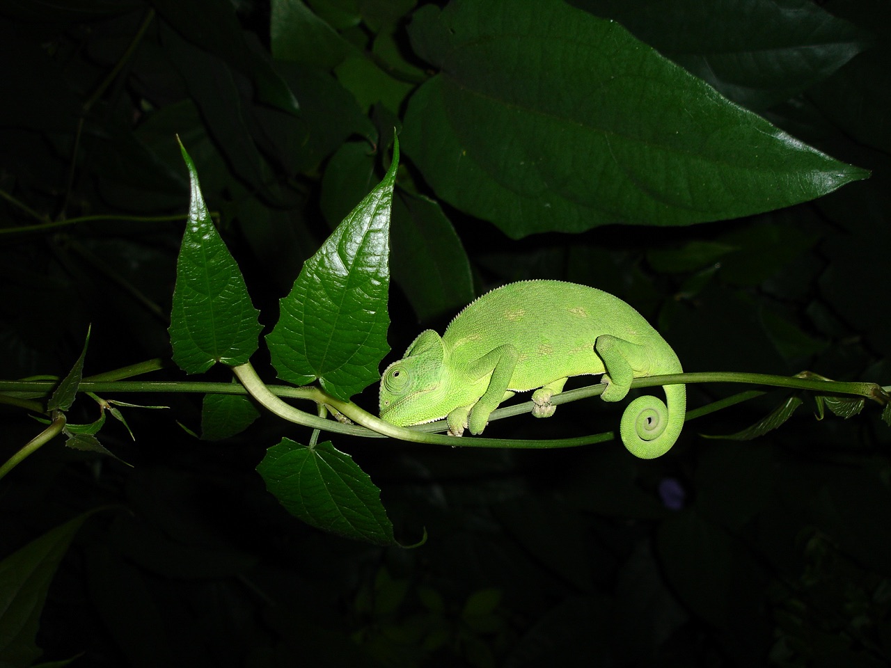 1 – Chameleon