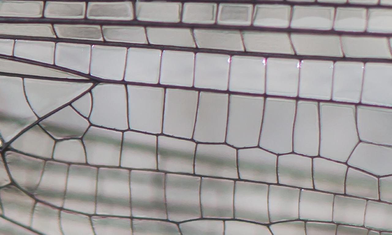 12 – Who is the designer?