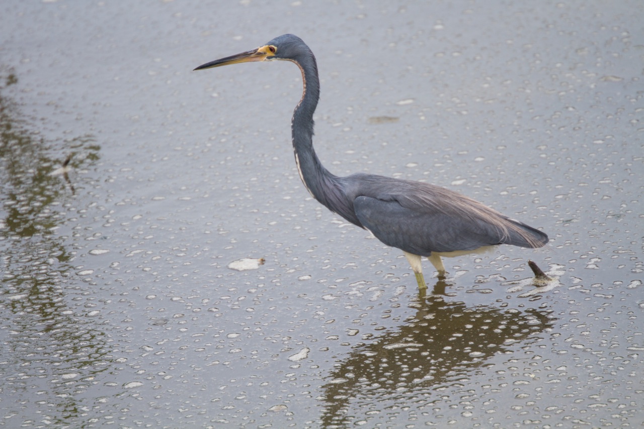 15 – Egretta caerulea (Ardeidae), little blue heron 
