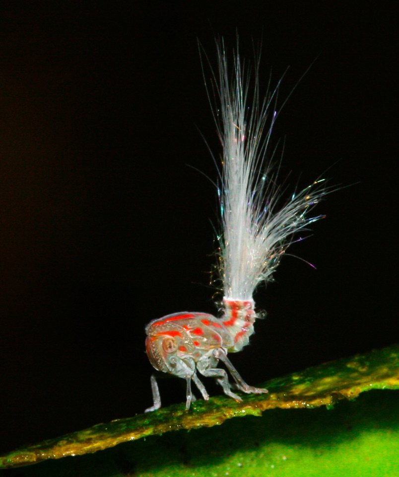 7 – Firework in the jungle