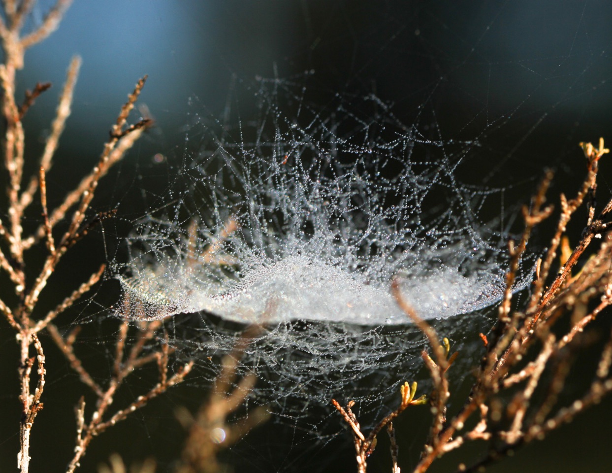 6 – Who is the artist?