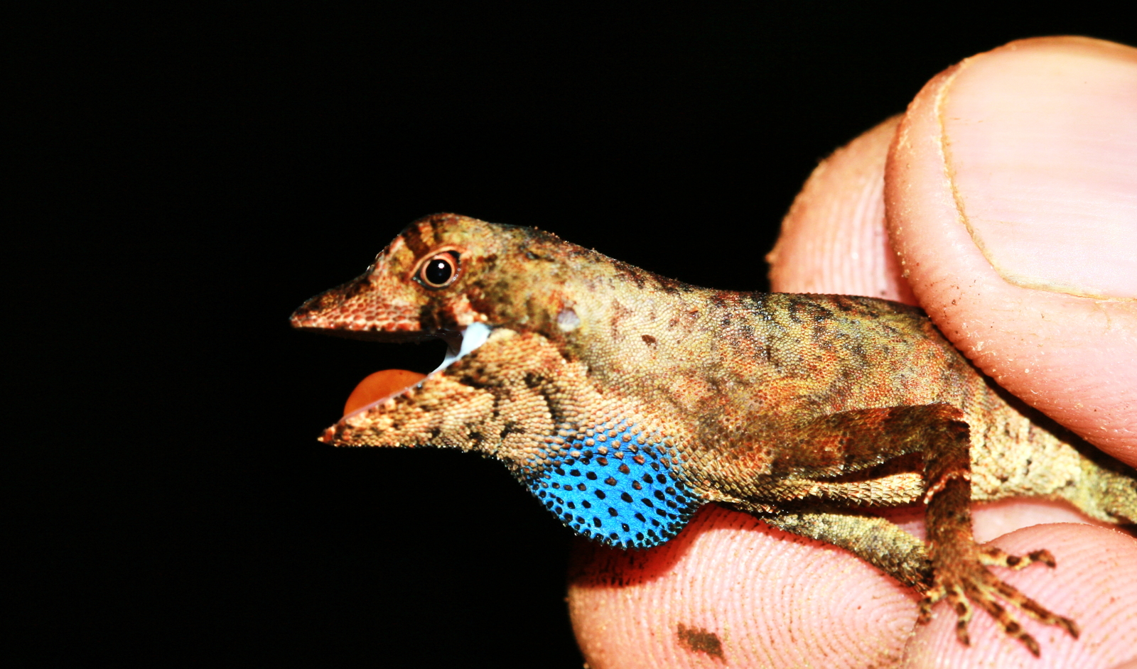 2 – Anolis nitens (Dactyloidae)