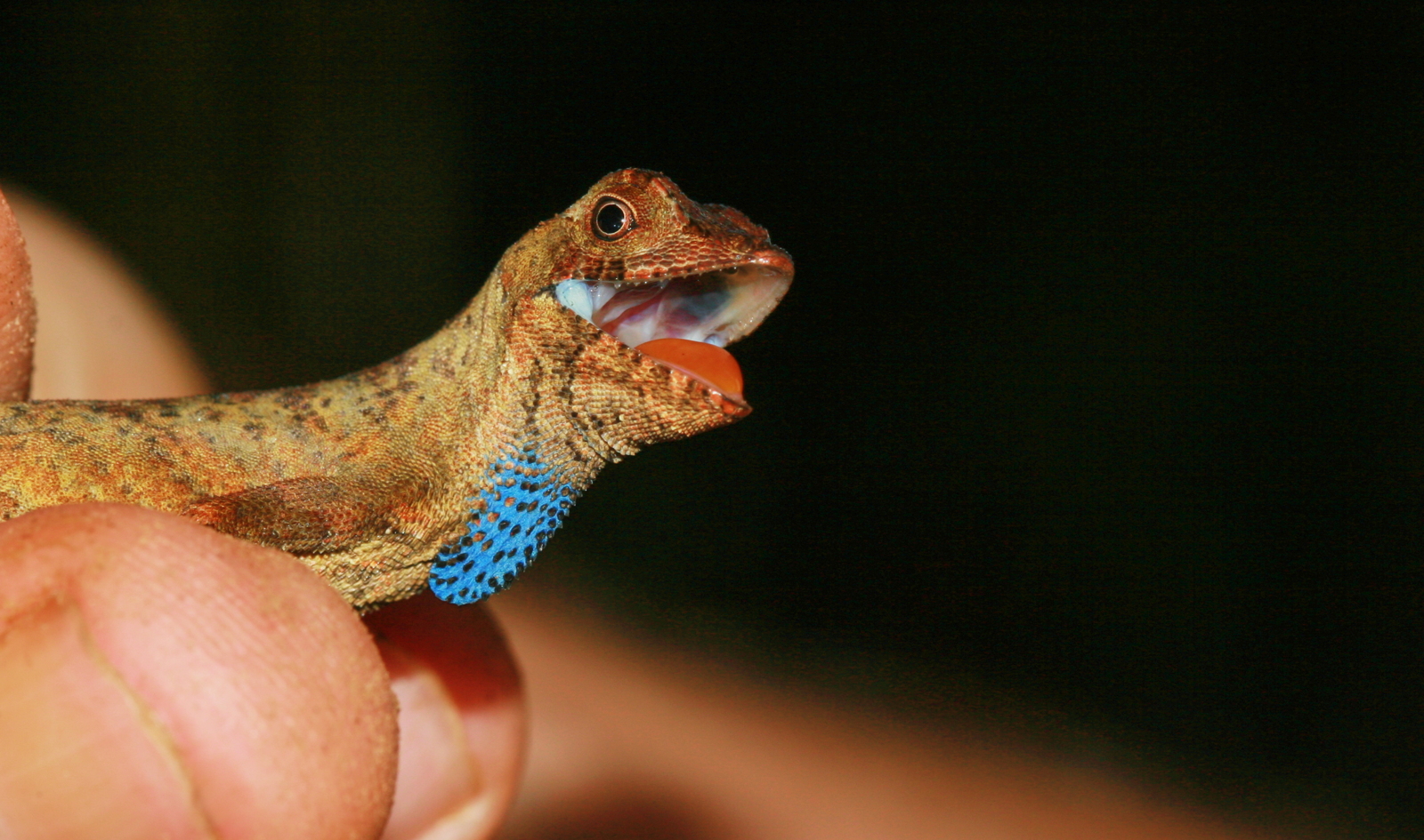 1 – Anolis nitens (Dactyloidae)