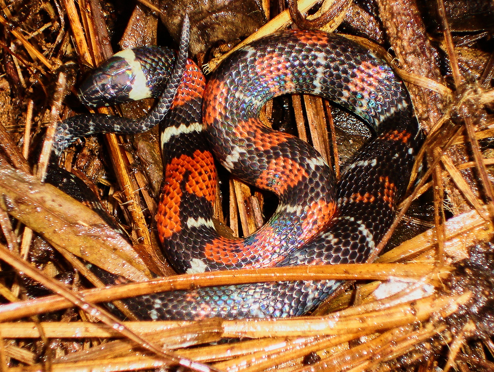 3 – Atractus badius (Colubridae )