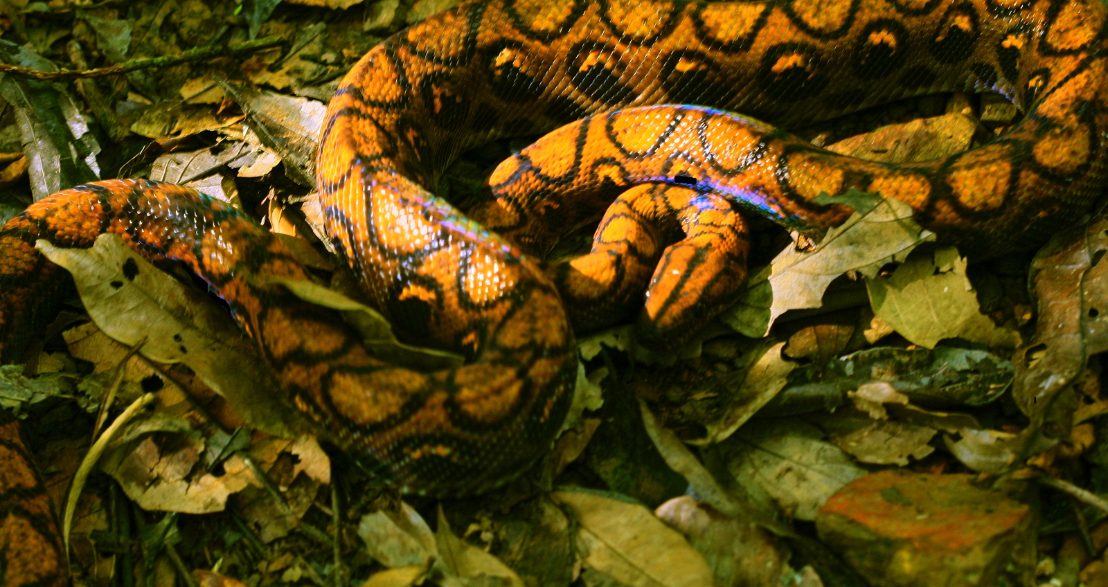 5 – Epicrates cenchria (Boidae)