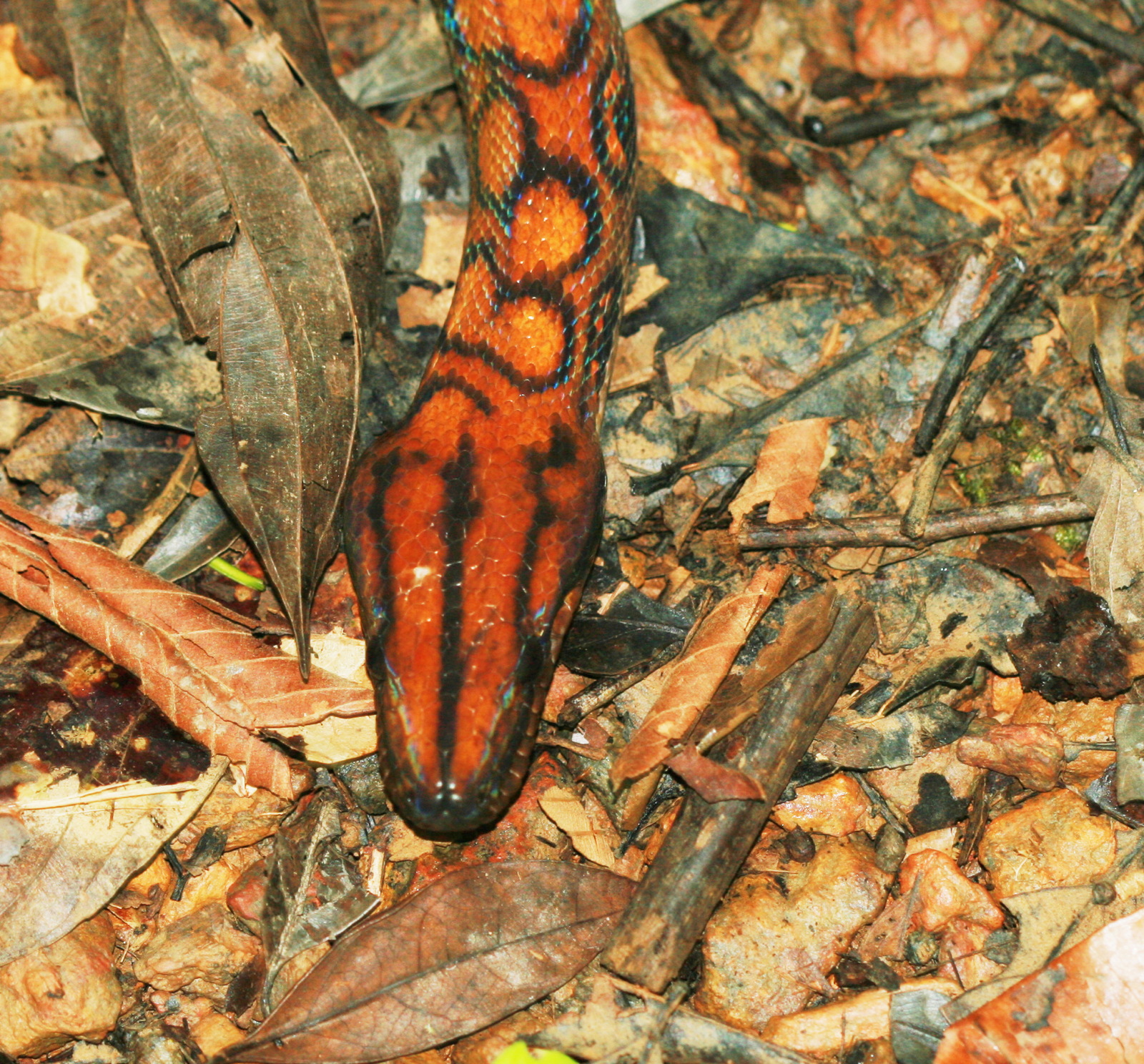 4 – Epicrates cenchria (Boidae)