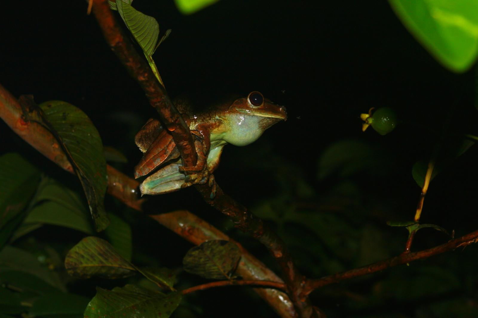Hypsiboas boans (Hylidae)