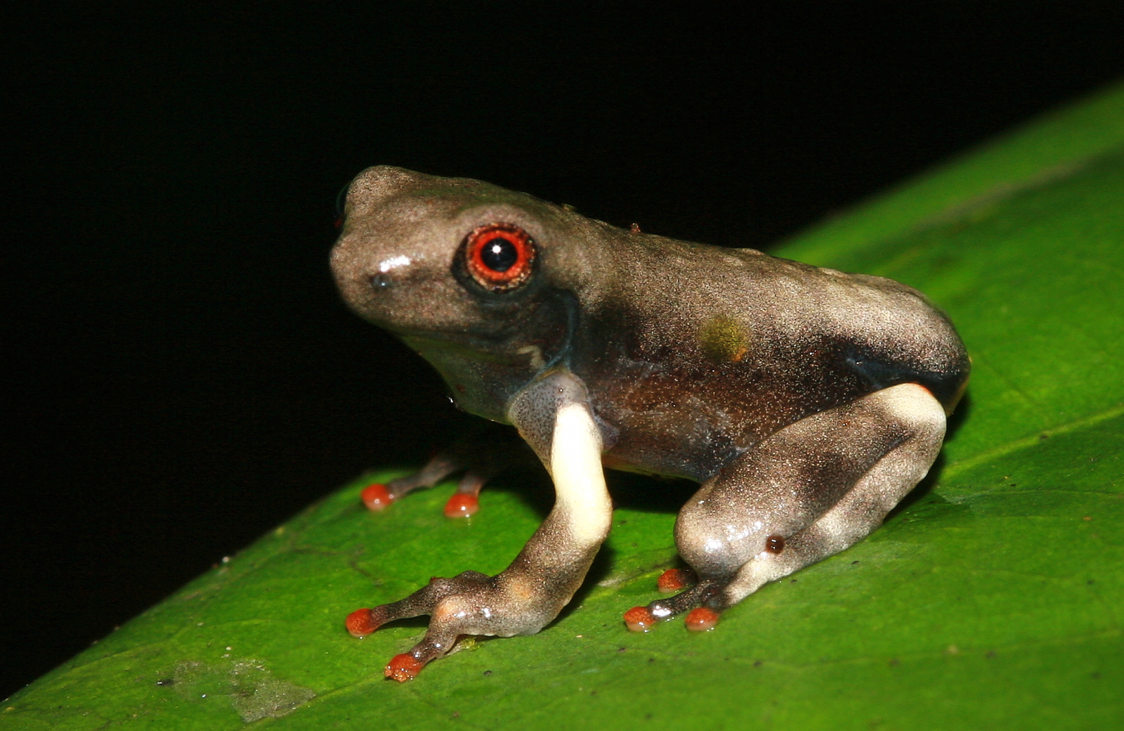 Juvenile Osteocephalus oophagus (Hylidae)