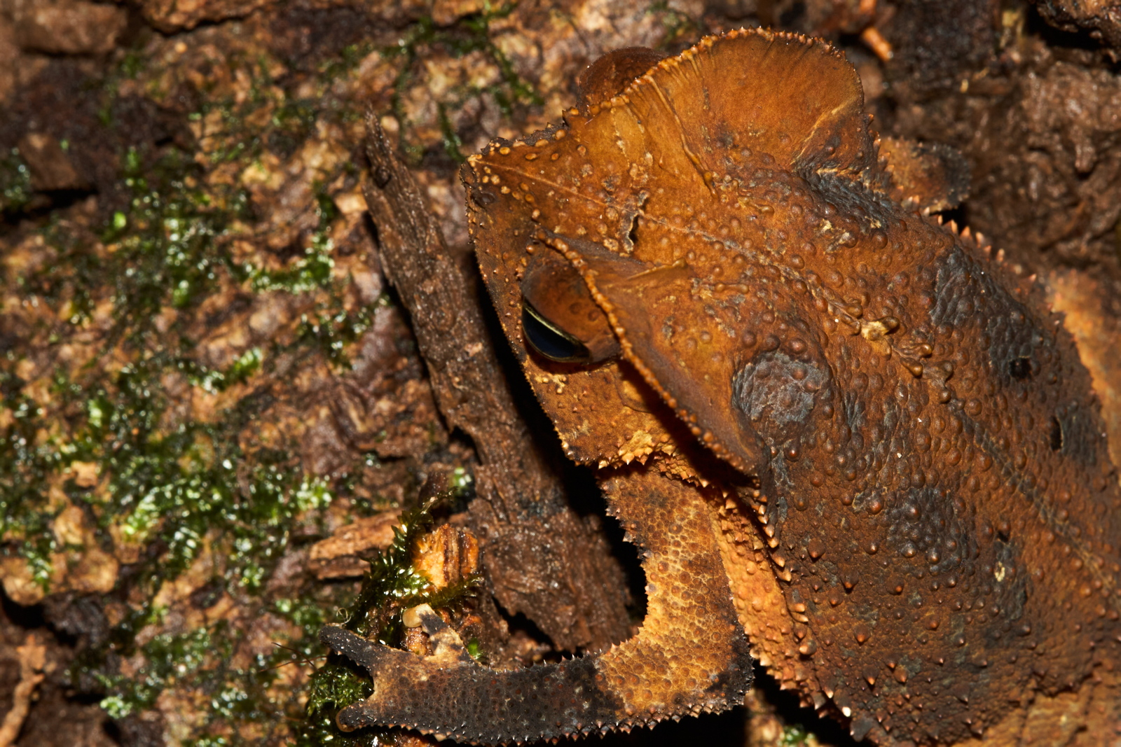 Rhinella magaritifera (Bufonidae)