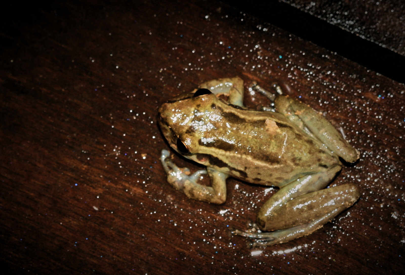 Scinax ruber (Hylidae)