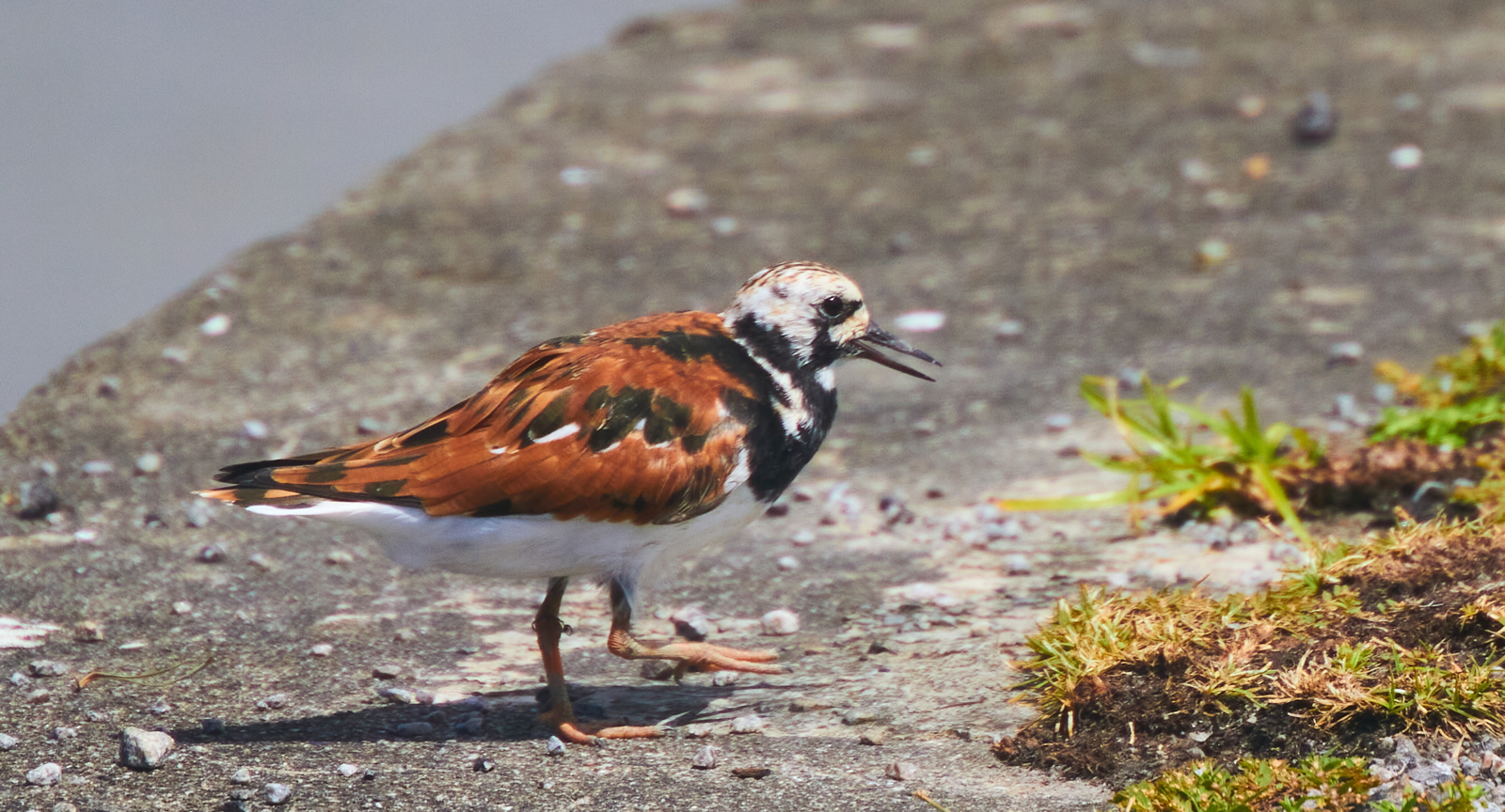 Arenaria interpres (Scolopacidae)
