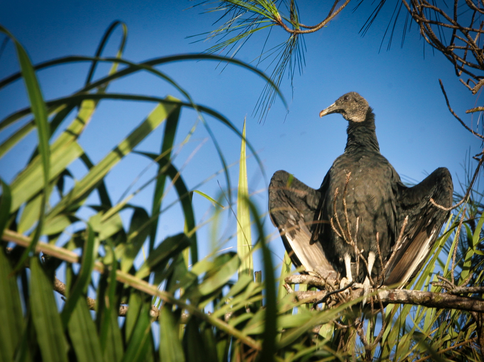 Coragyps atratus (Cathartidae)