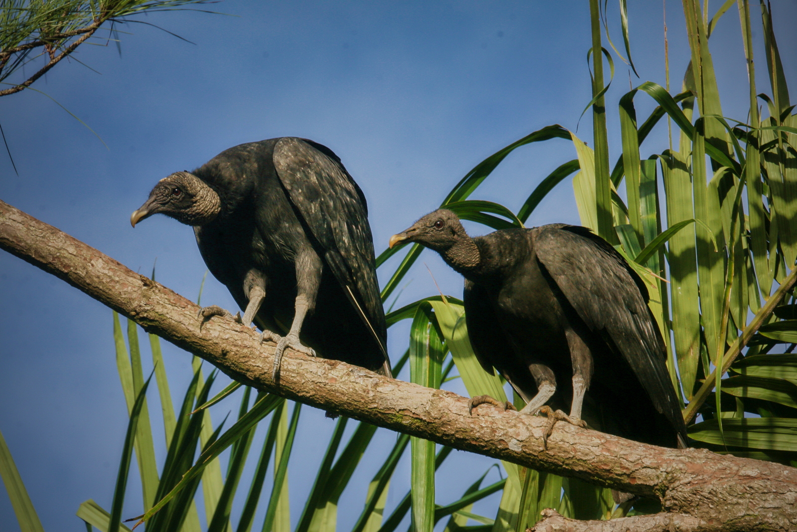 Coragyps atratus (Cathartidae)