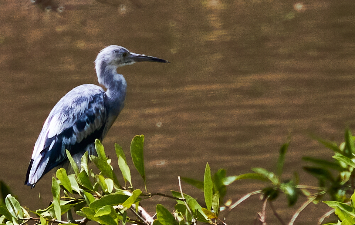 Egretta caerulea (Ardeidae) - moulting juvenile
