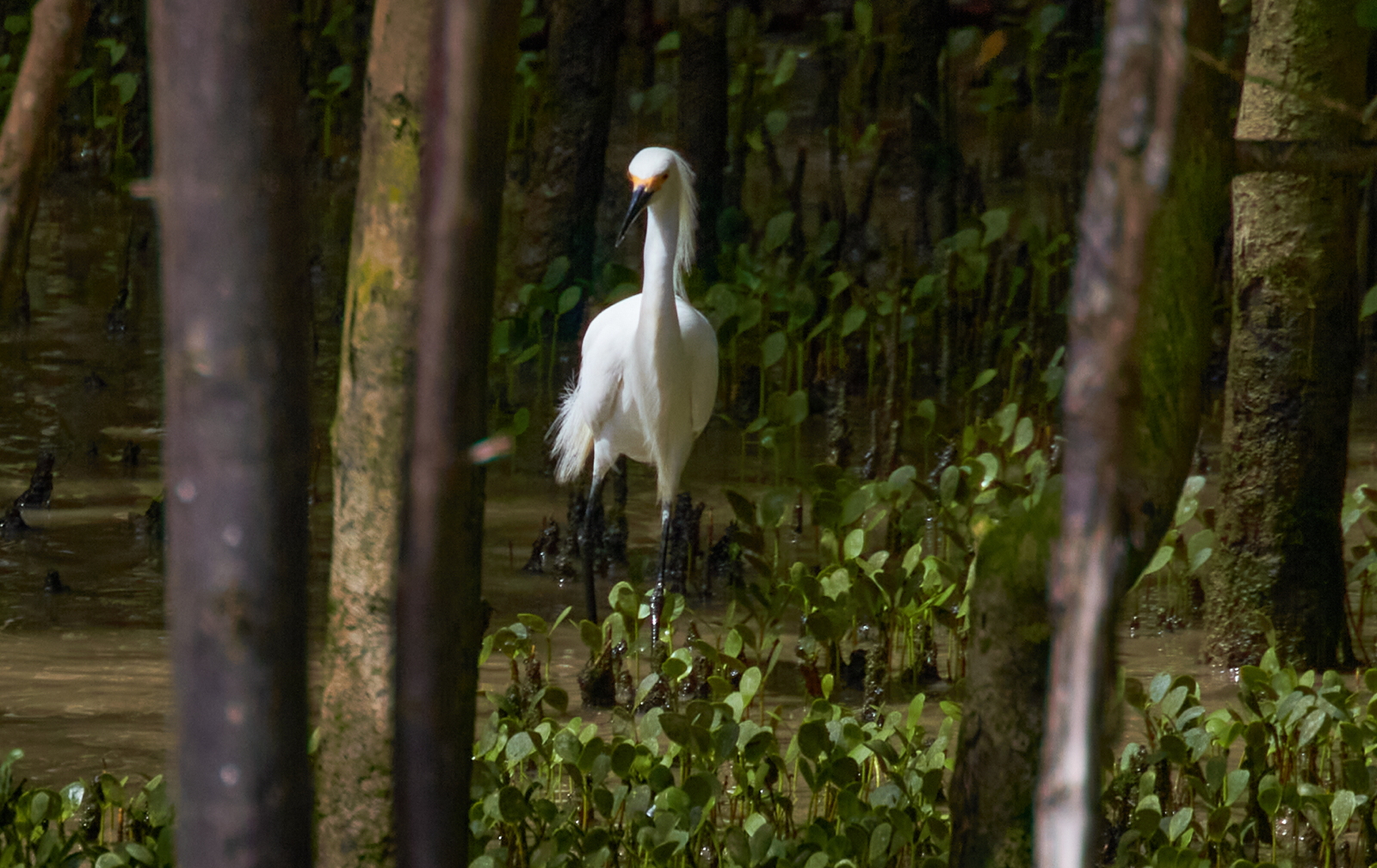 Egretta thula (Ardeidae)