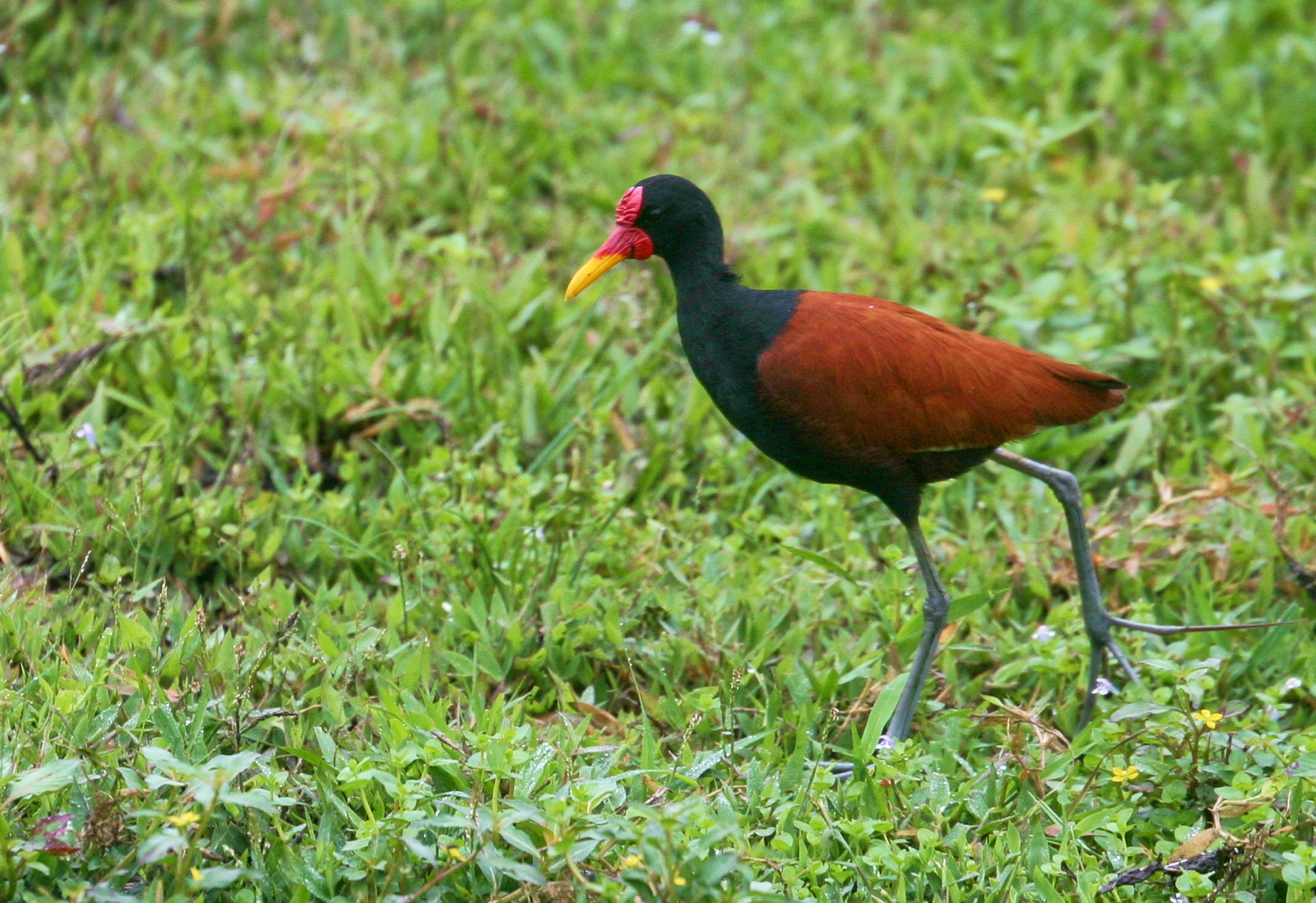 Jacana jacana (Jacanidae)
