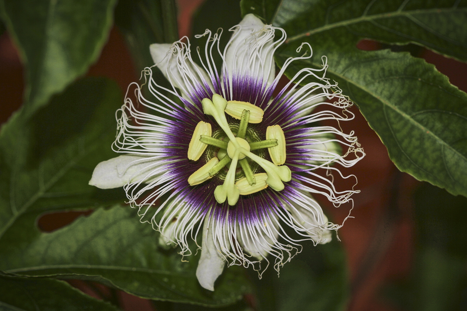 Passiflora edulis (Passifloraceae)
