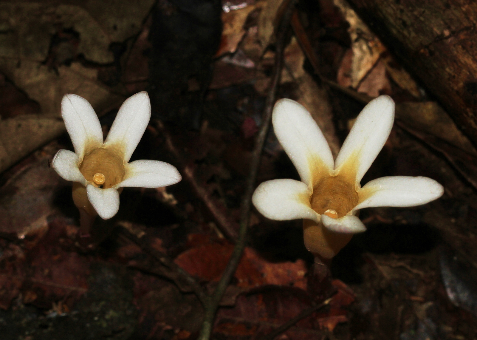 Voyria clavata (Gentianaceae)