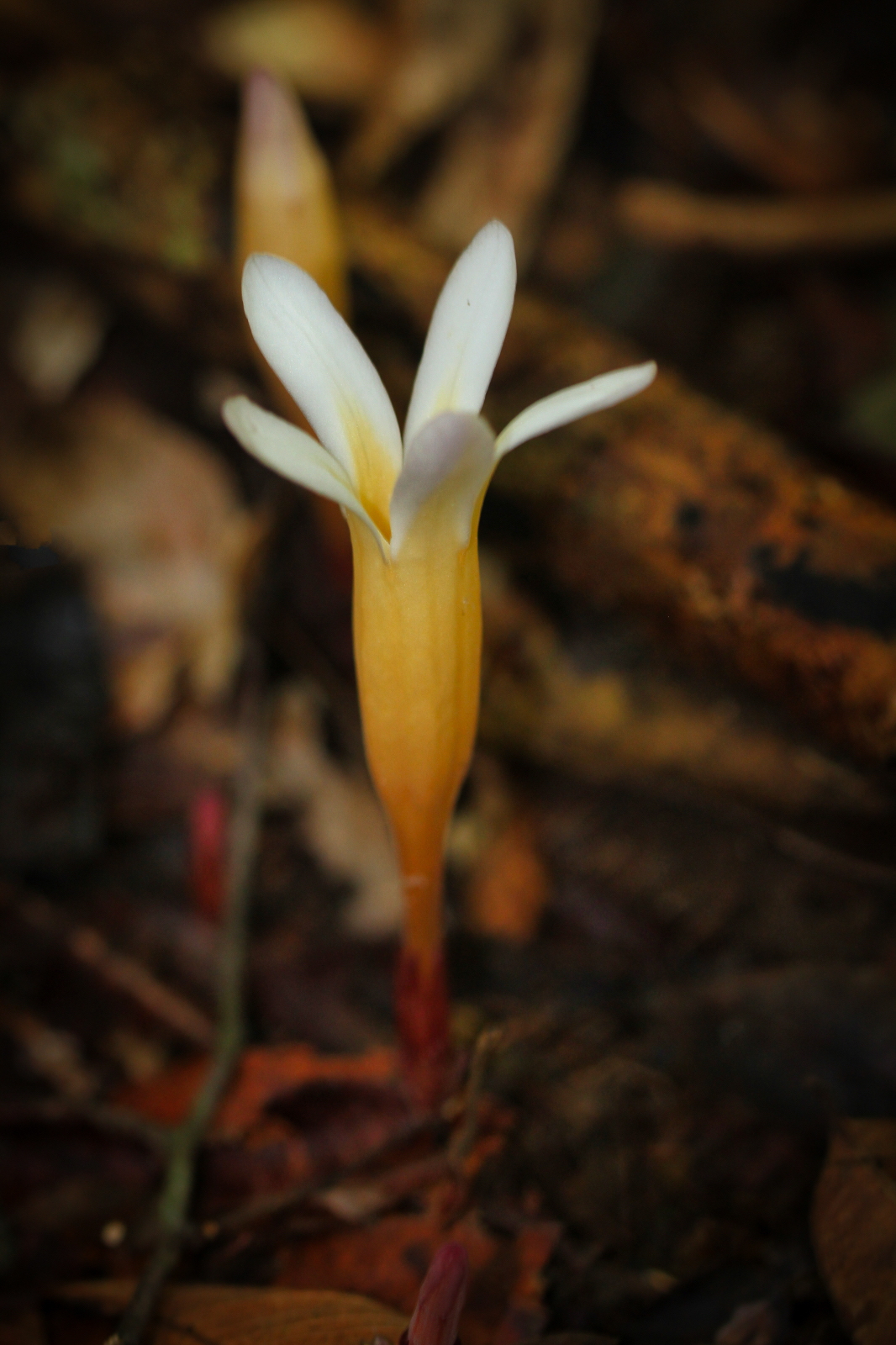 Voyria clavata (Gentianaceae)
