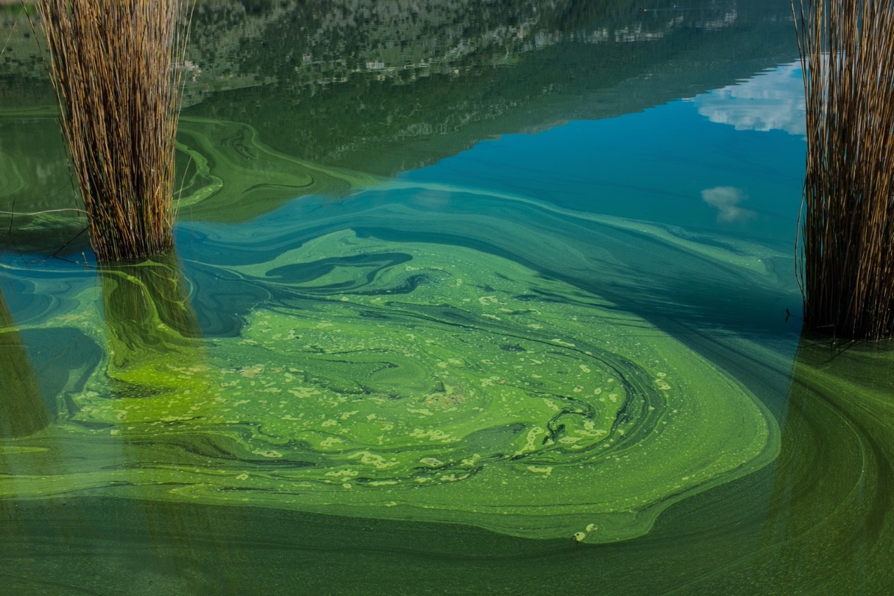 10 – Reeds, Lake of Ioannina, Greece