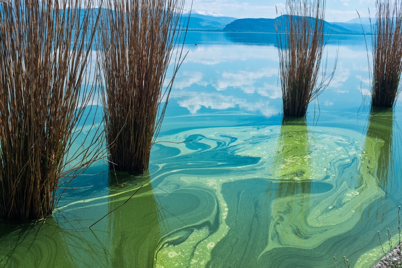 9 – Reeds, Lake of Ioannina, Greece